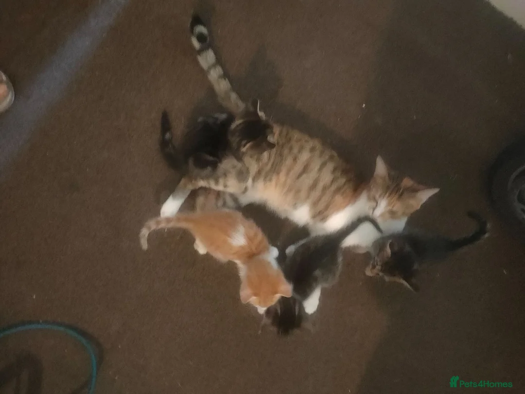 Bengal cats for sale: Gorgeous little kittens for sale  - Advert 1