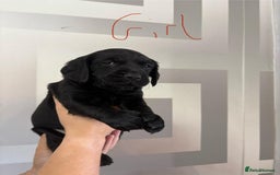 Cockerdor dogs for sale: Cockador puppies  - Image 11