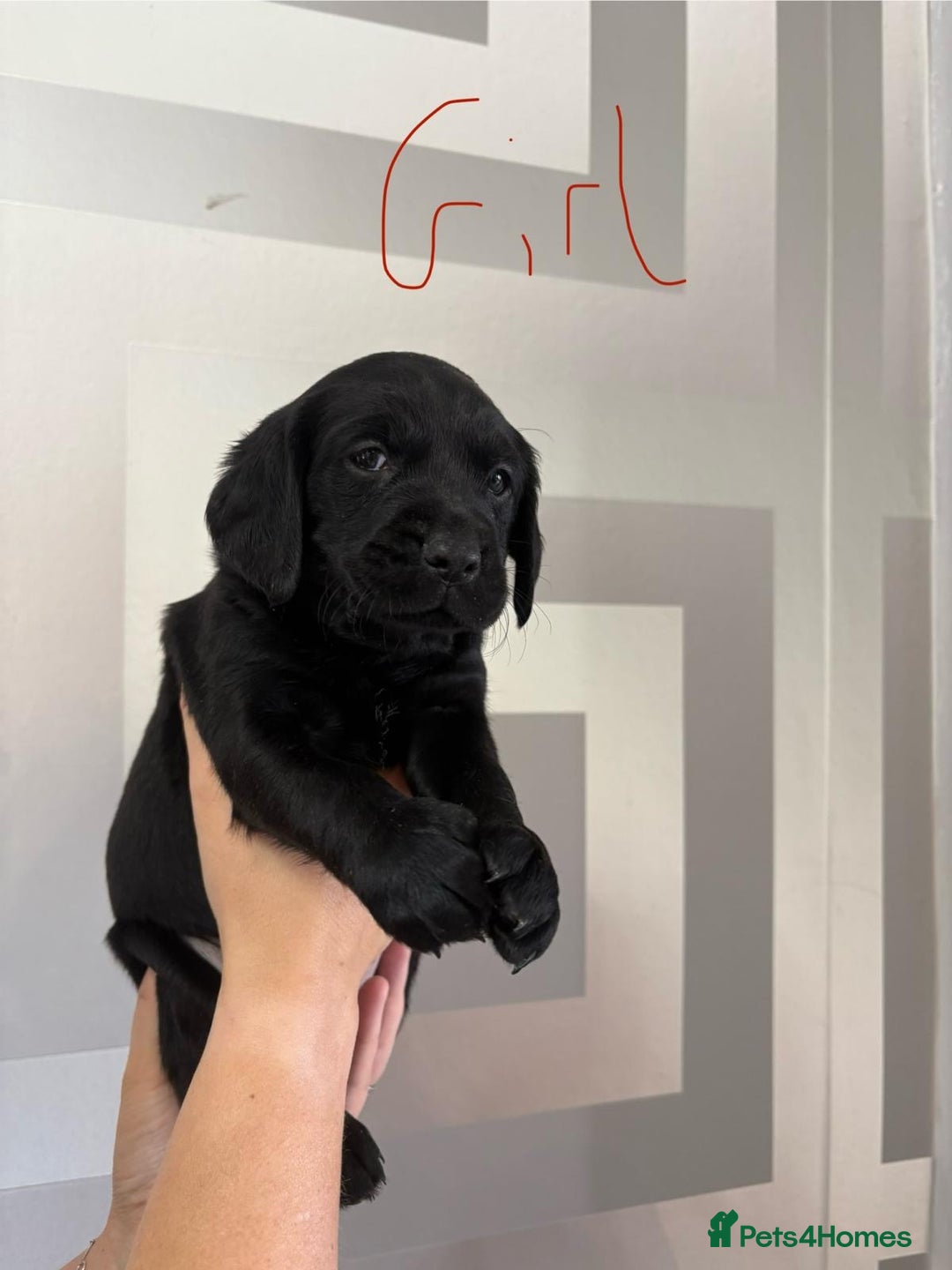 Cockerdor dogs for sale: Cockador puppies  - Image 11