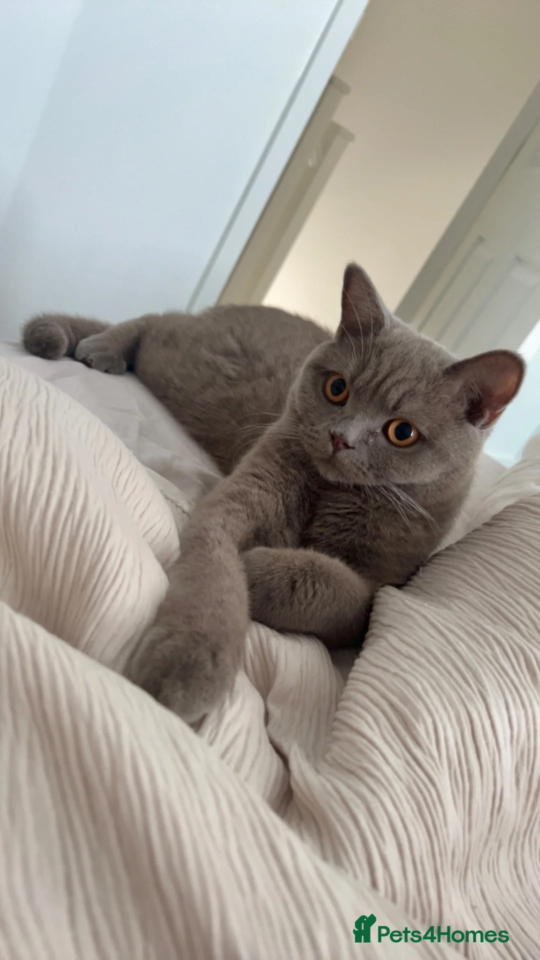 British Shorthair cats for sale: Lilac British shorthair  - Advert 7