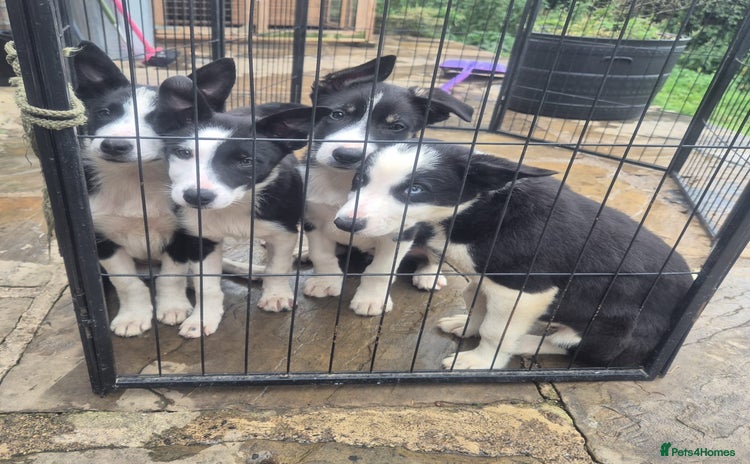 Border Collie dogs - Advert 2