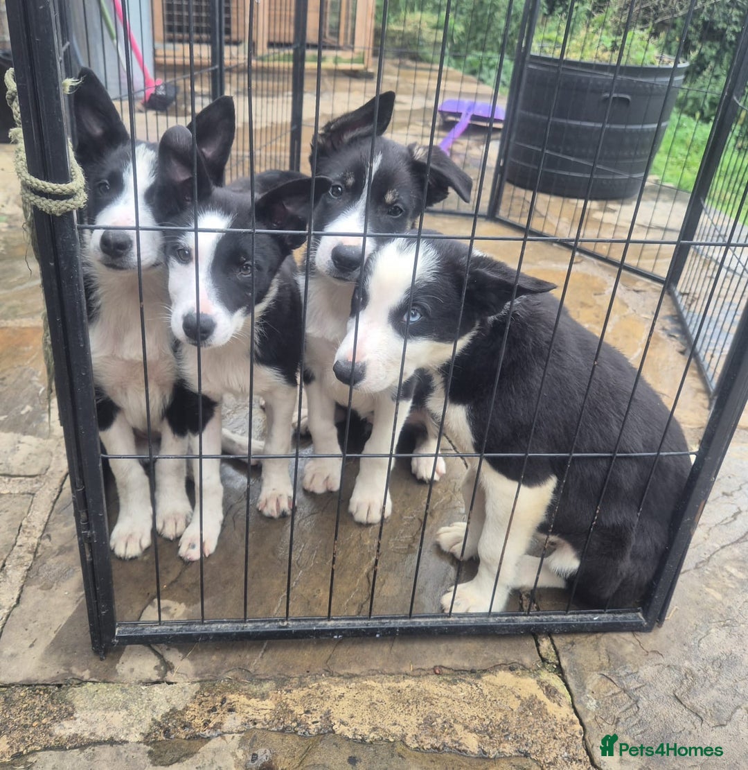 Border Collie dogs for sale: 3 Gorgeous border collie puppies for sale. - Image 1