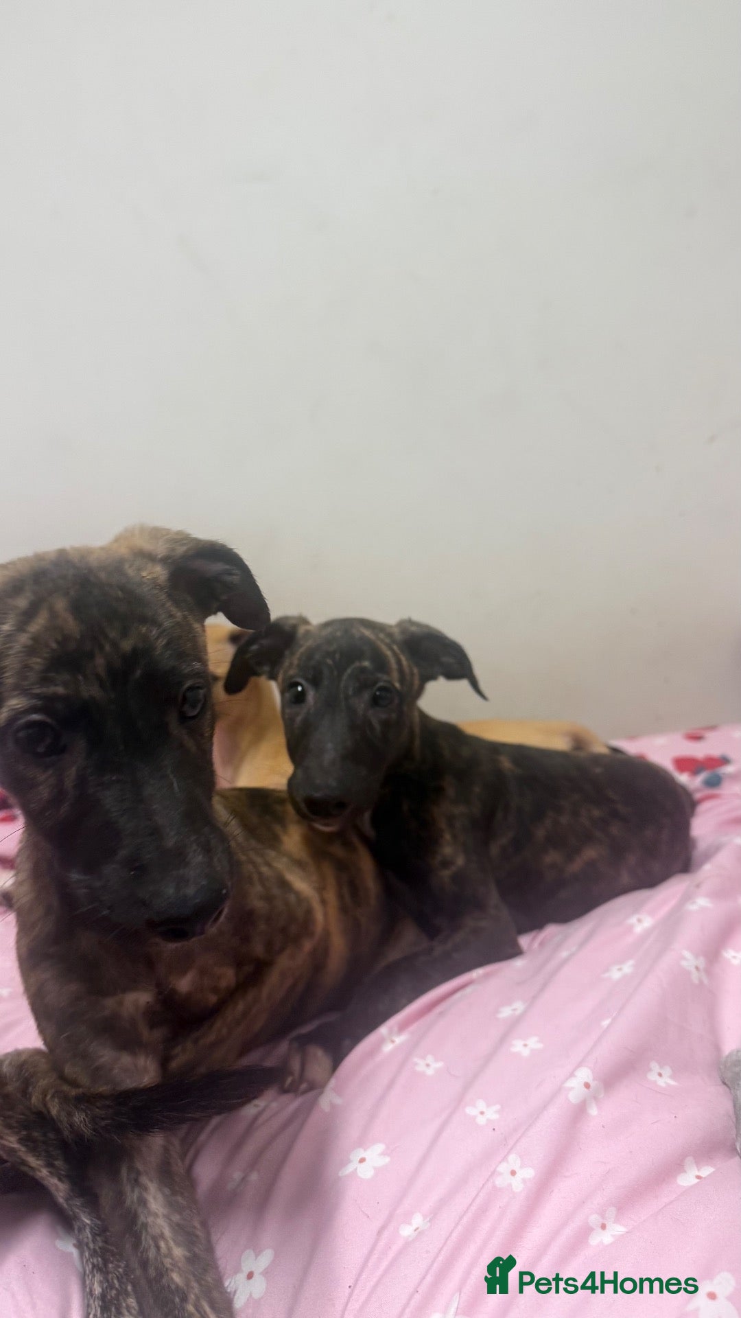 Whippet dogs Pure WHIPPET PUPPIES  - Advert 5