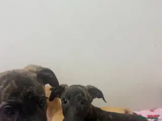 Whippet dogs Pure WHIPPET PUPPIES - Advert 5