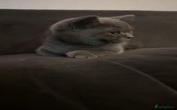 British Shorthair cats for sale: Only 2 Males Left  - Image 7