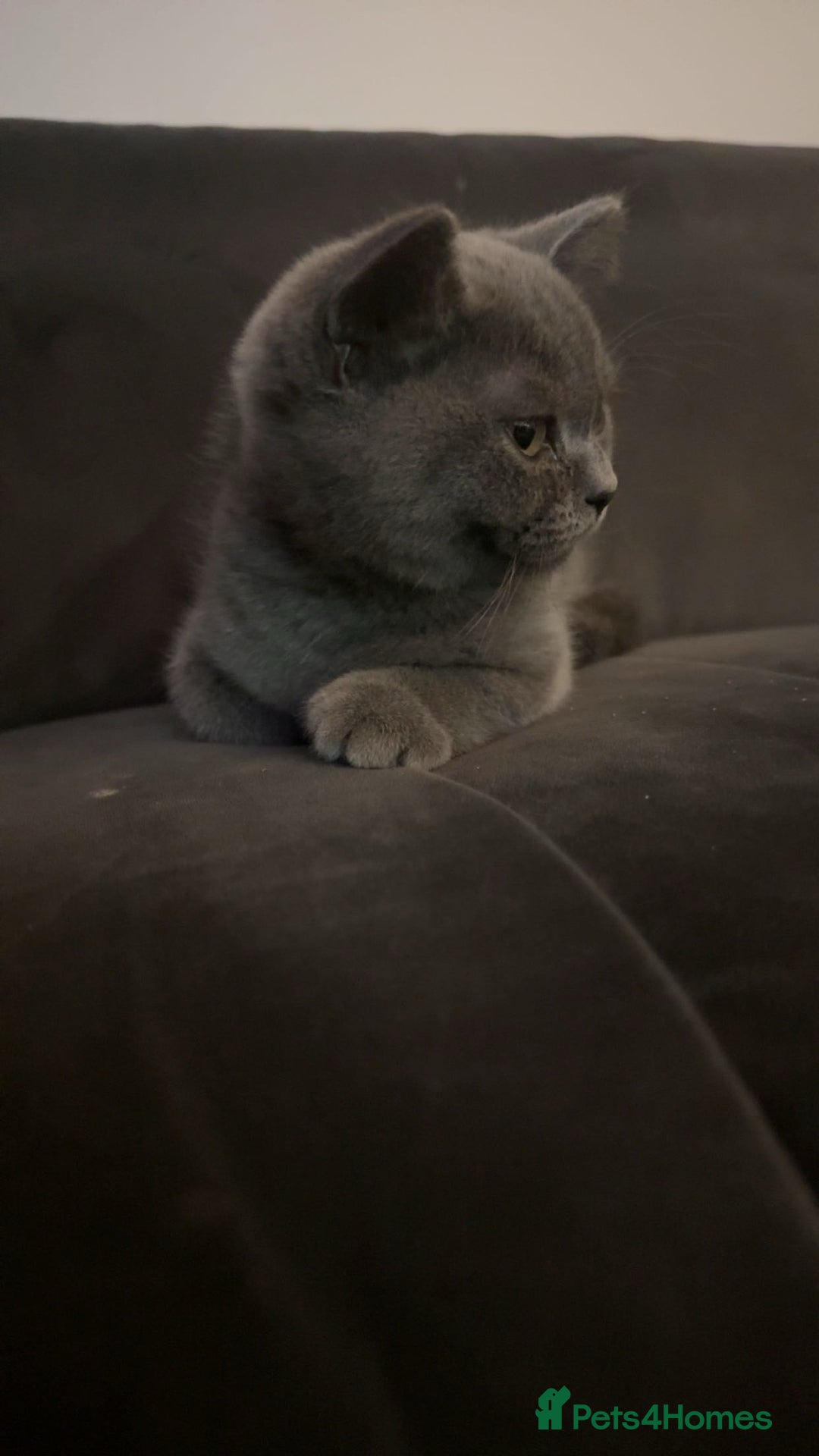 British Shorthair cats for sale: Only 2 Males Left  - Image 7