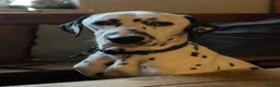 Dalmatian dogs for sale: Potential rehome - male LUA Dalmatian  - Advert 13
