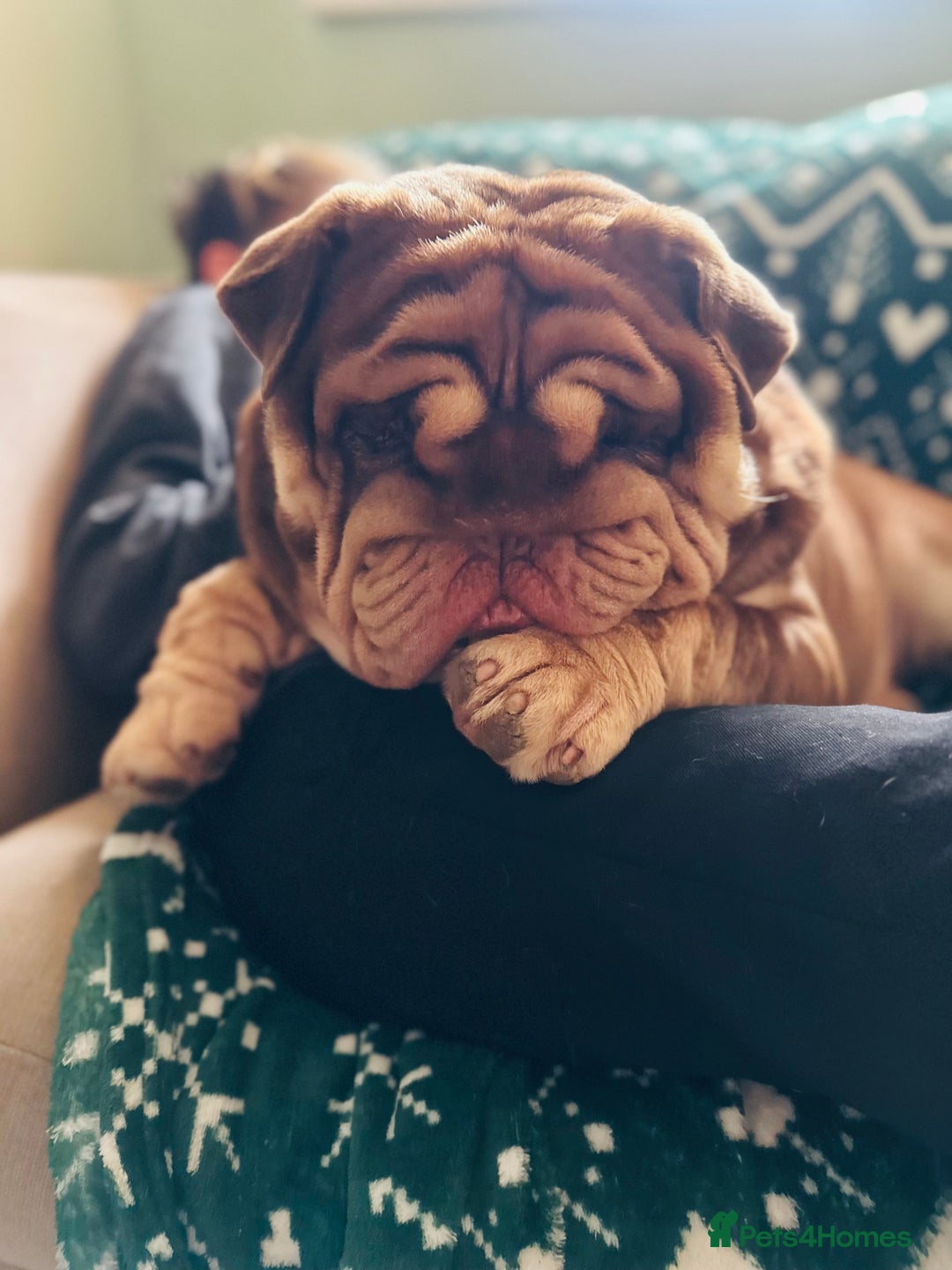 English Bulldog dogs for sale:  BRITISH BULL DOG .please the Description!  - Image 11