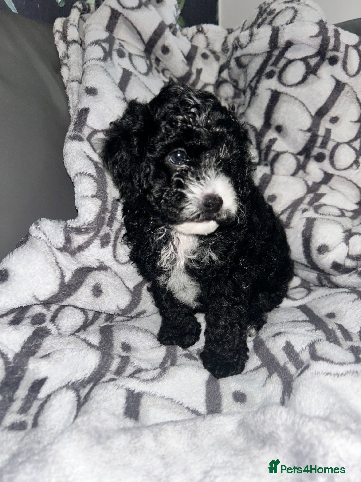 Cavapoochon dogs Exceptional Cavapoochon Boys – Elite Home-Bred - Advert 2