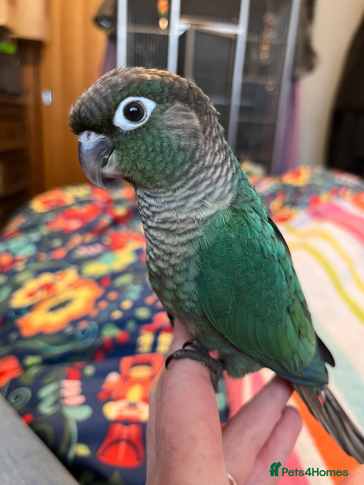 Conures birds Hand raised green cheek conure - Advert 16