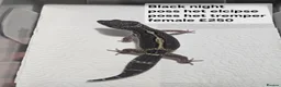 Leopard Gecko reptiles for sale: Black night leopard geckos  - Advert 10