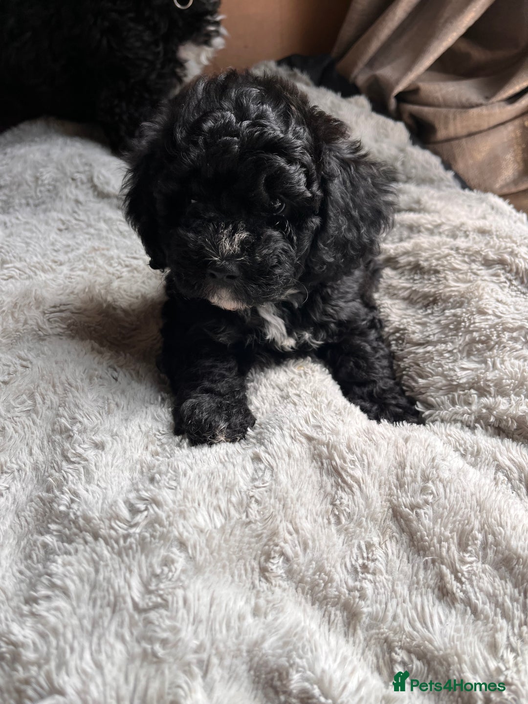 Maltipoo dogs for sale: Unique maltipoo litter 🐶🩷🩵 - Image 4