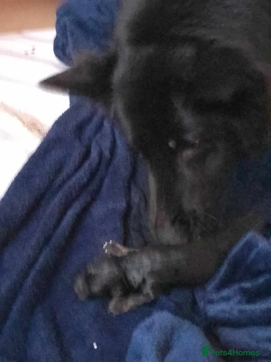 German Shepherd dogs for sale: Straight back Long coat German Shepherd pups - Advert 13