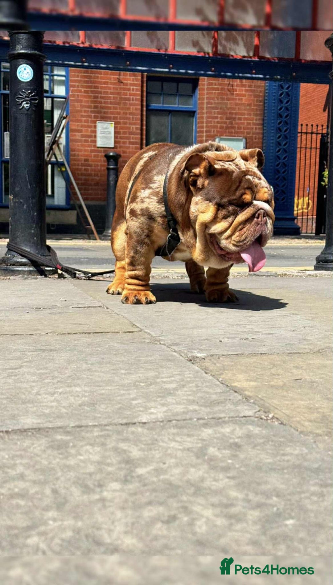 English Bulldog dogs for stud: Kenji chocolate merle STUD - Image 2