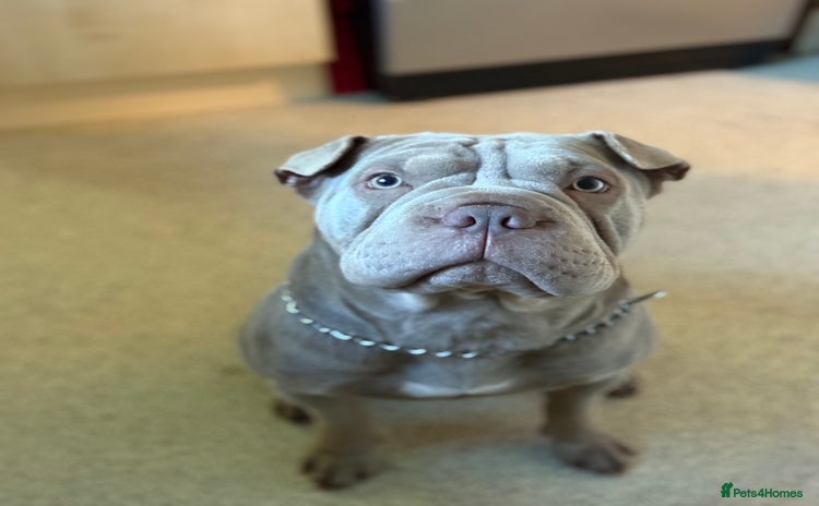 Mixed Breed dogs Bullpei puppies  - Advert 3