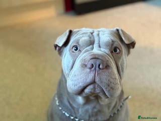 Mixed Breed dogs Bullpei puppies - Advert 4