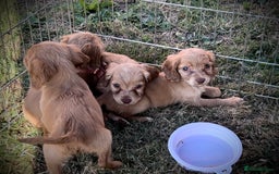 Cocker Spaniel dogs for sale: Gorgeous Lemon Cocker Spaniel Pups in Fordingbridge - Image 5