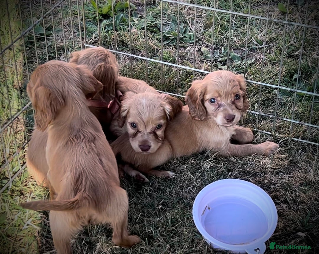 Cocker Spaniel dogs for sale: Gorgeous Lemon Cocker Spaniel Pups in Fordingbridge - Image 5
