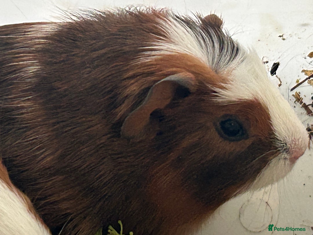 Guinea Pig rodents for sale: Beautiful Baby Guinea Pigs. - Advert 8