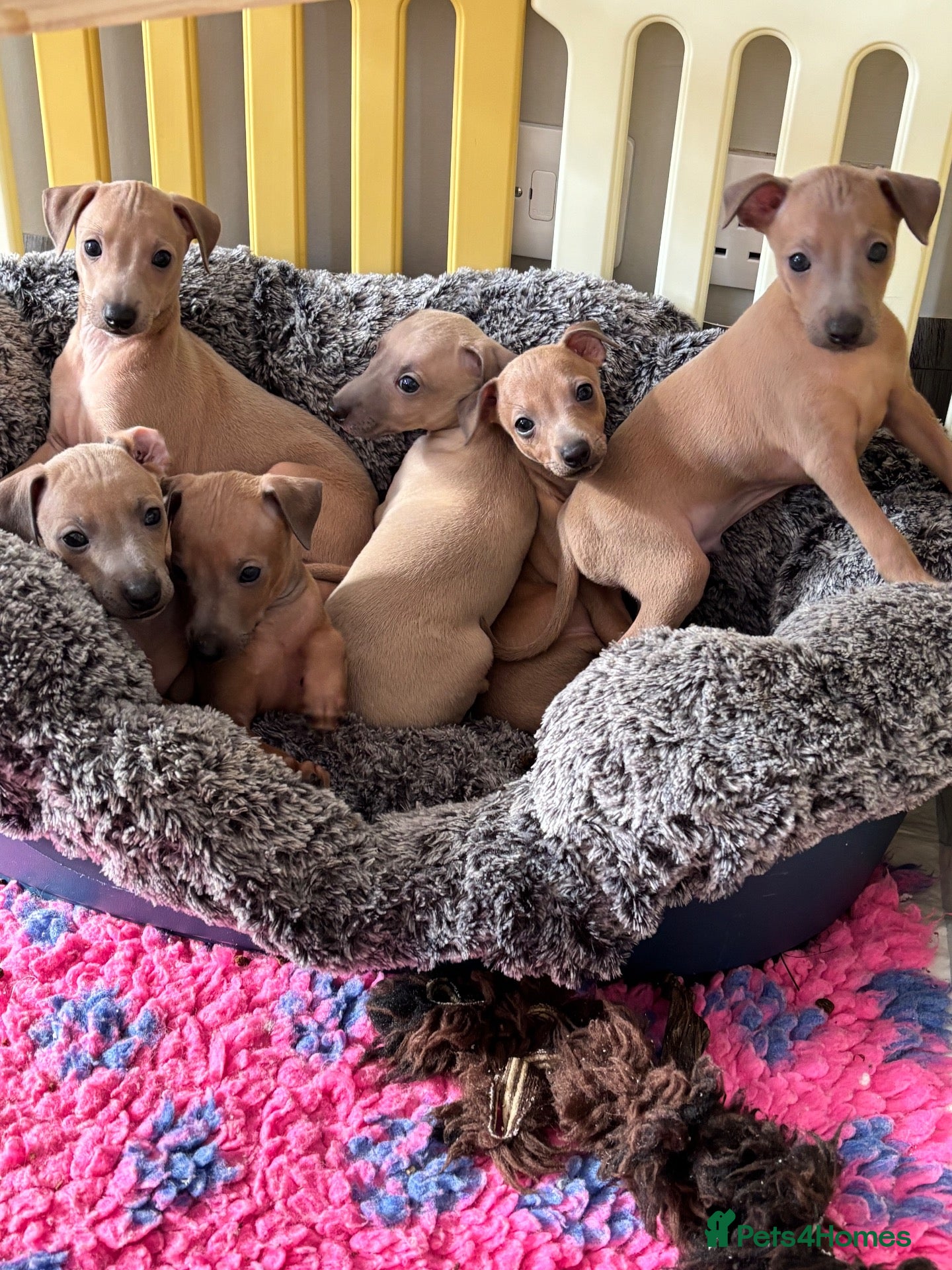 Italian Greyhound dogs Kc Italian fawn boys  - Advert 1