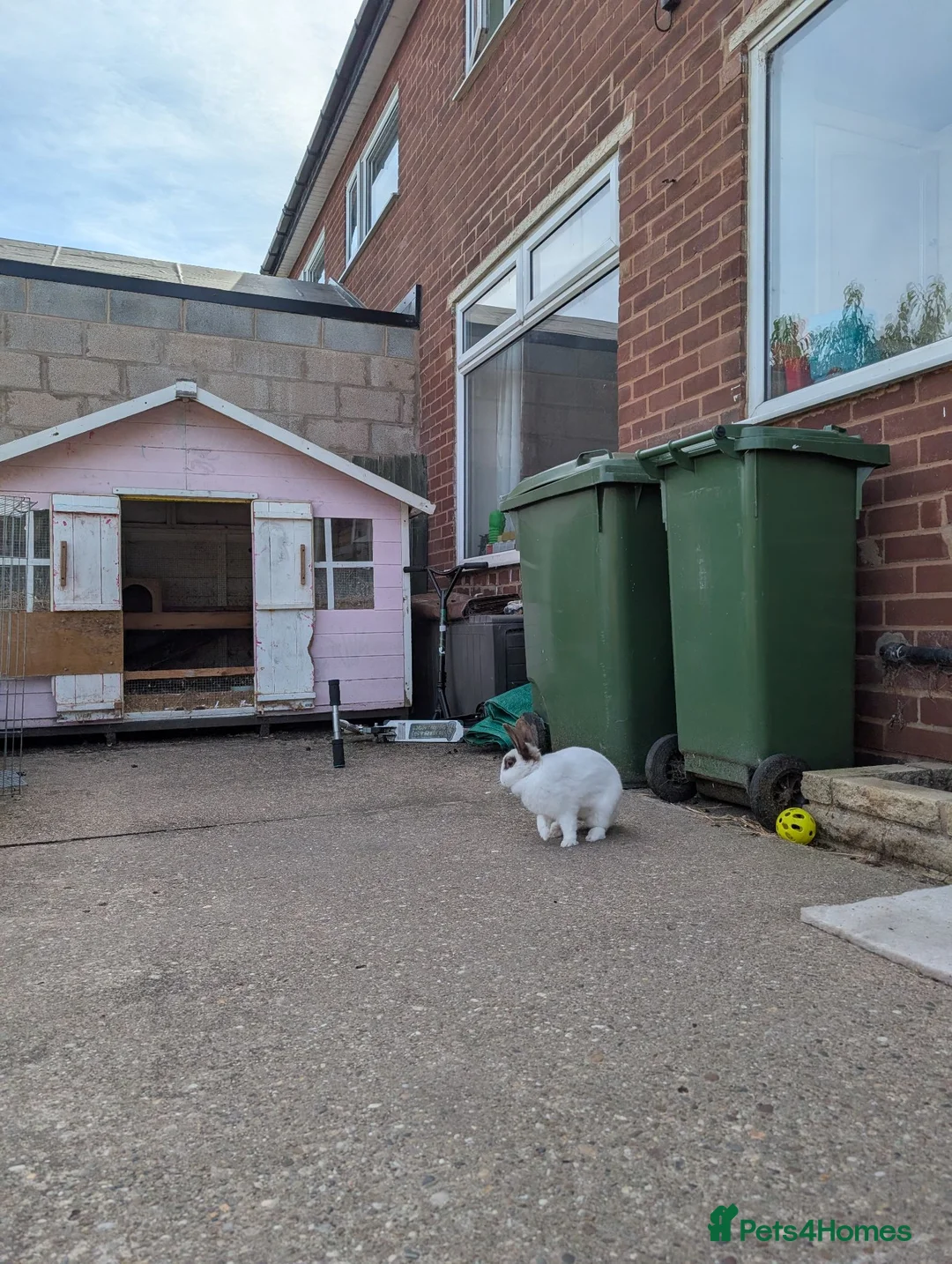 Mixed Breed rabbits for sale: Rabbit looking for good home - Advert 2