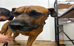 Mixed Breed dogs for adoption: Urgent 🚨 Home for Kobi  in Hengoed - Image 13