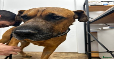 Mixed Breed dogs in Hengoed - Advert 3