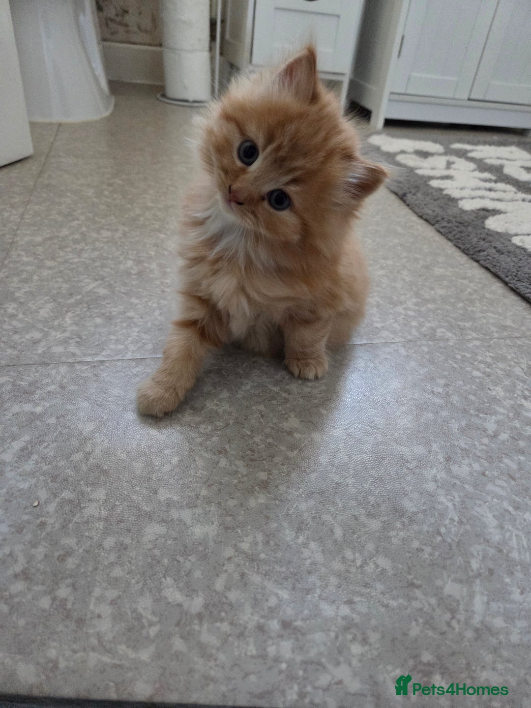 Mixed Breed cats for sale: 3 little kittens looking for forever home - Advert 1