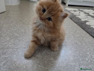 Mixed Breed cats 3 little kittens looking for forever home - Advert 6