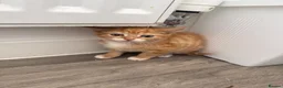 Domestic Shorthair cats for sale: Ginger kittens  - Advert 5