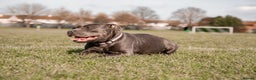 Staffordshire Bull Terrier dogs for sale: Blue Staffordshire Bull Terrier KC registered - Advert 12