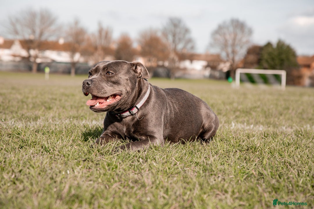 Staffordshire Bull Terrier dogs for sale: Blue Staffordshire Bull Terrier KC registered - Image 5