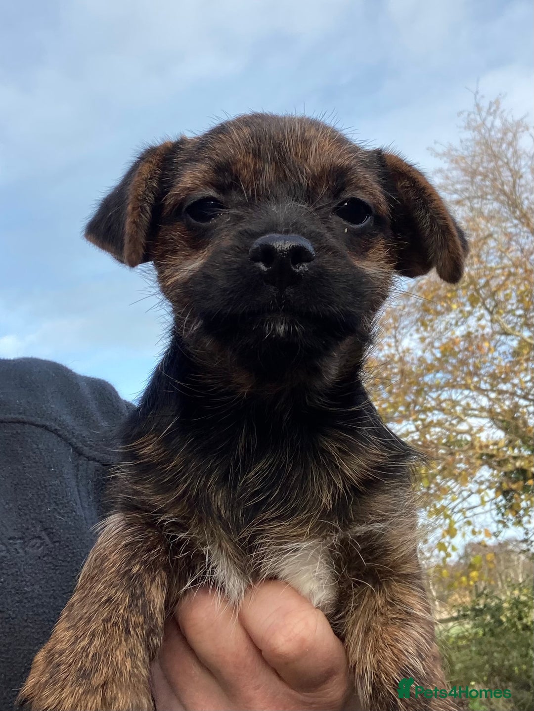 Mixed Breed dogs for sale: Border x Jack Russell girls - Advert 1