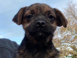 Mixed Breed dogs Border x Jack Russell girls - Advert 10