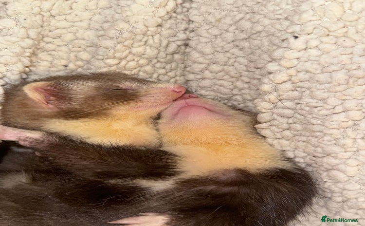 Ferret rodents - Advert 2