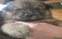 Mixed Breed dogs for sale: Chowsky puppies  chow chow  - Image 2