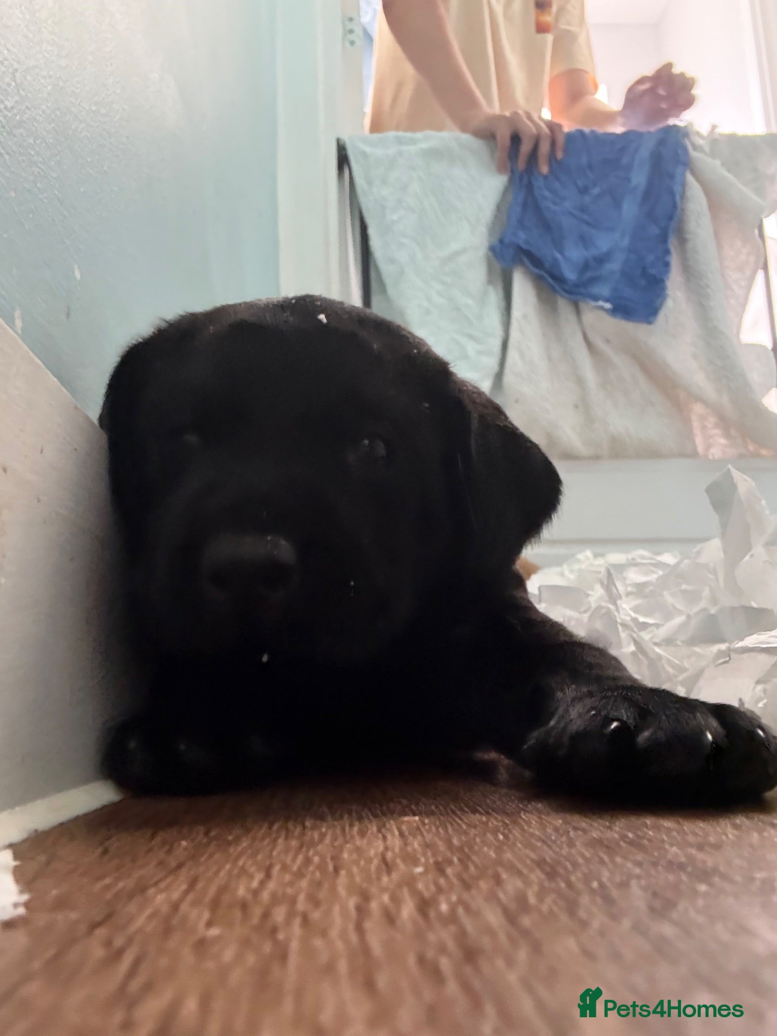 Labrador Retriever dogs Fully health tested labrador puppies  - Advert 2