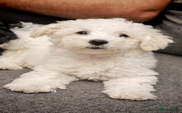 Bichon Frise dogs for sale: Bichon puppy's  - Image 1