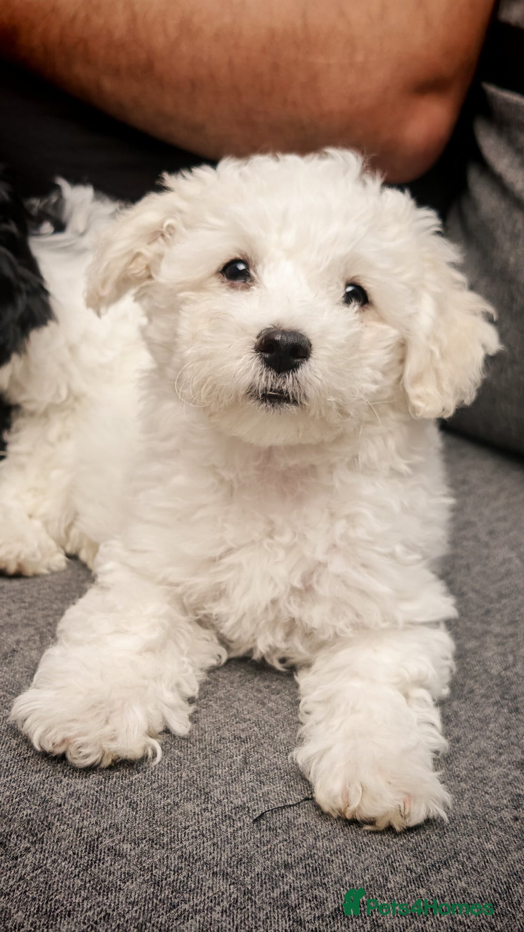 Bichon Frise dogs for sale: Bichon puppy's  - Image 1