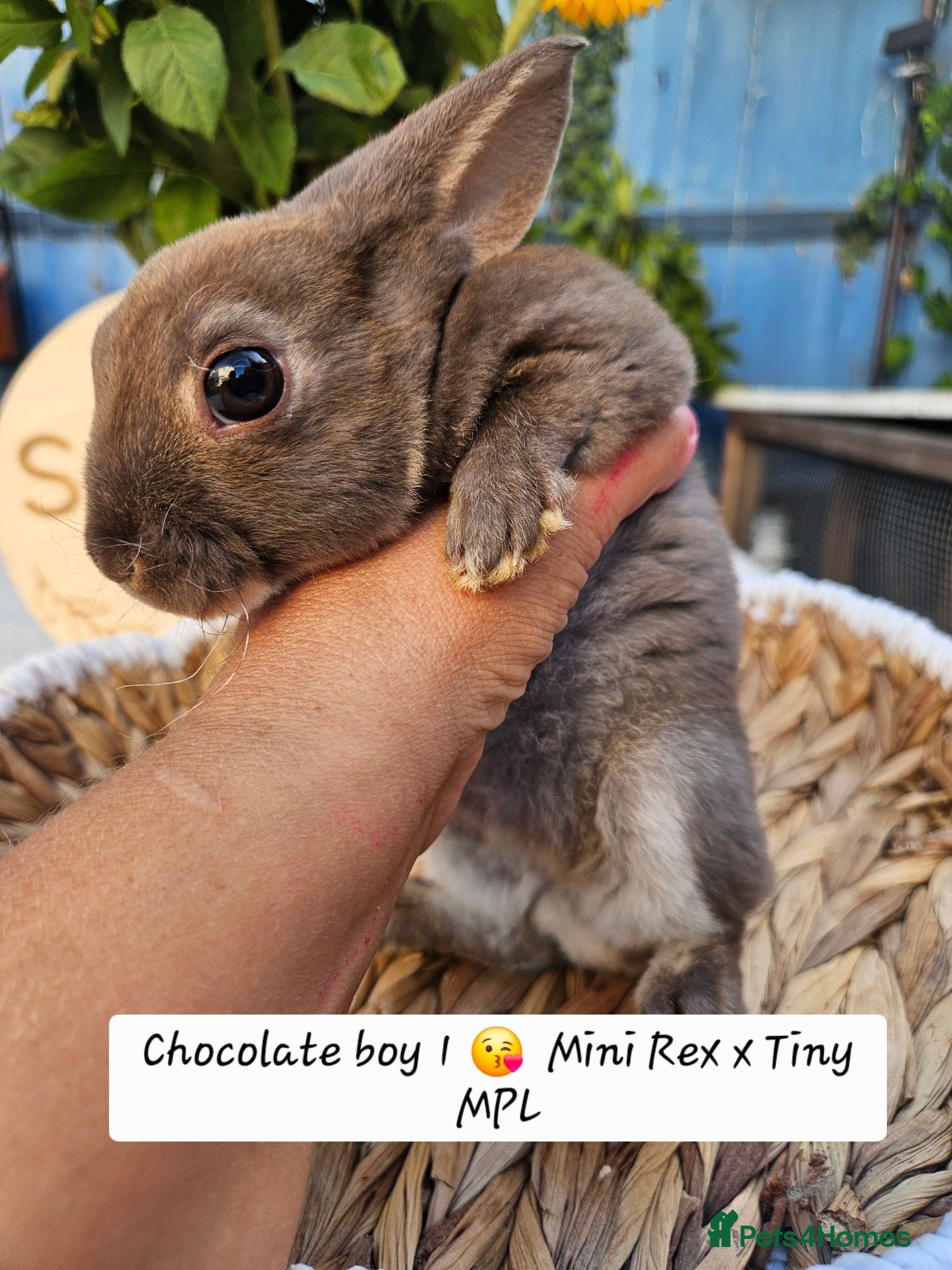 Rex rabbits Mini rex Chocolate & Lilac  - Advert 1