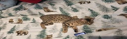Savannah cats for sale: narla the f5 savannah - Advert 3