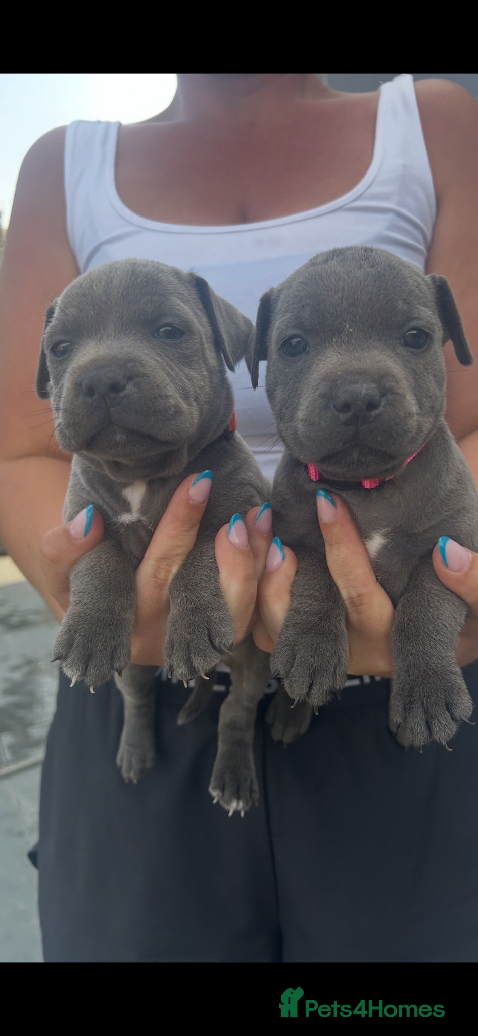 Staffordshire Bull Terrier dogs Staff puppies 2 left  - Advert 2