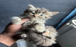 Mixed Breed cats for sale: Beautiful Kittens Available - Image 11