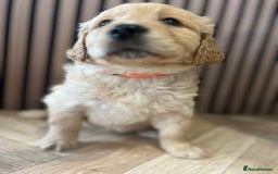 Mixed Breed dogs for sale: Golden mountain doodles  - Advert 8