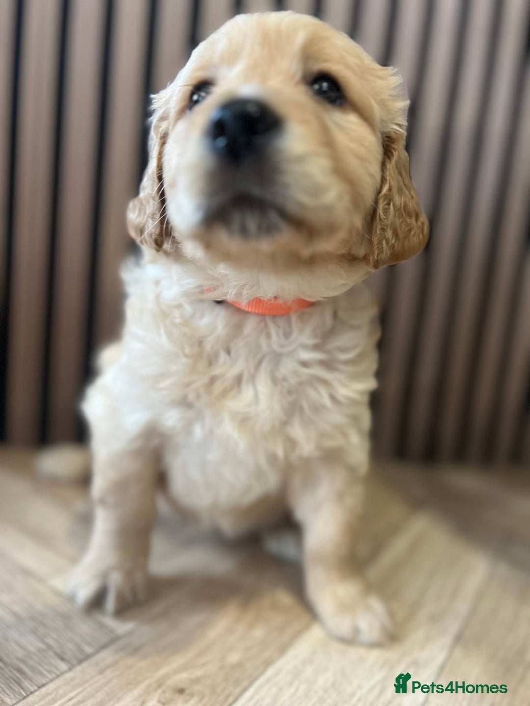 Mixed Breed dogs for sale: Golden mountain doodles  - Advert 8