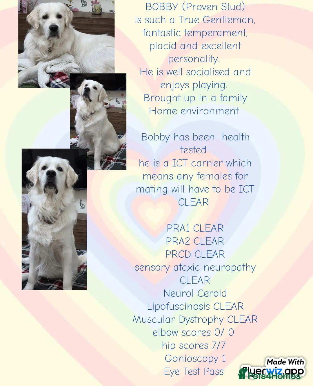 Golden Retriever dogs for stud:  Cream Golden retriever stud 1yrs old - Advert 1