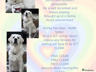 Golden Retriever dogs Cream Golden retriever stud 1yrs old - Advert 1