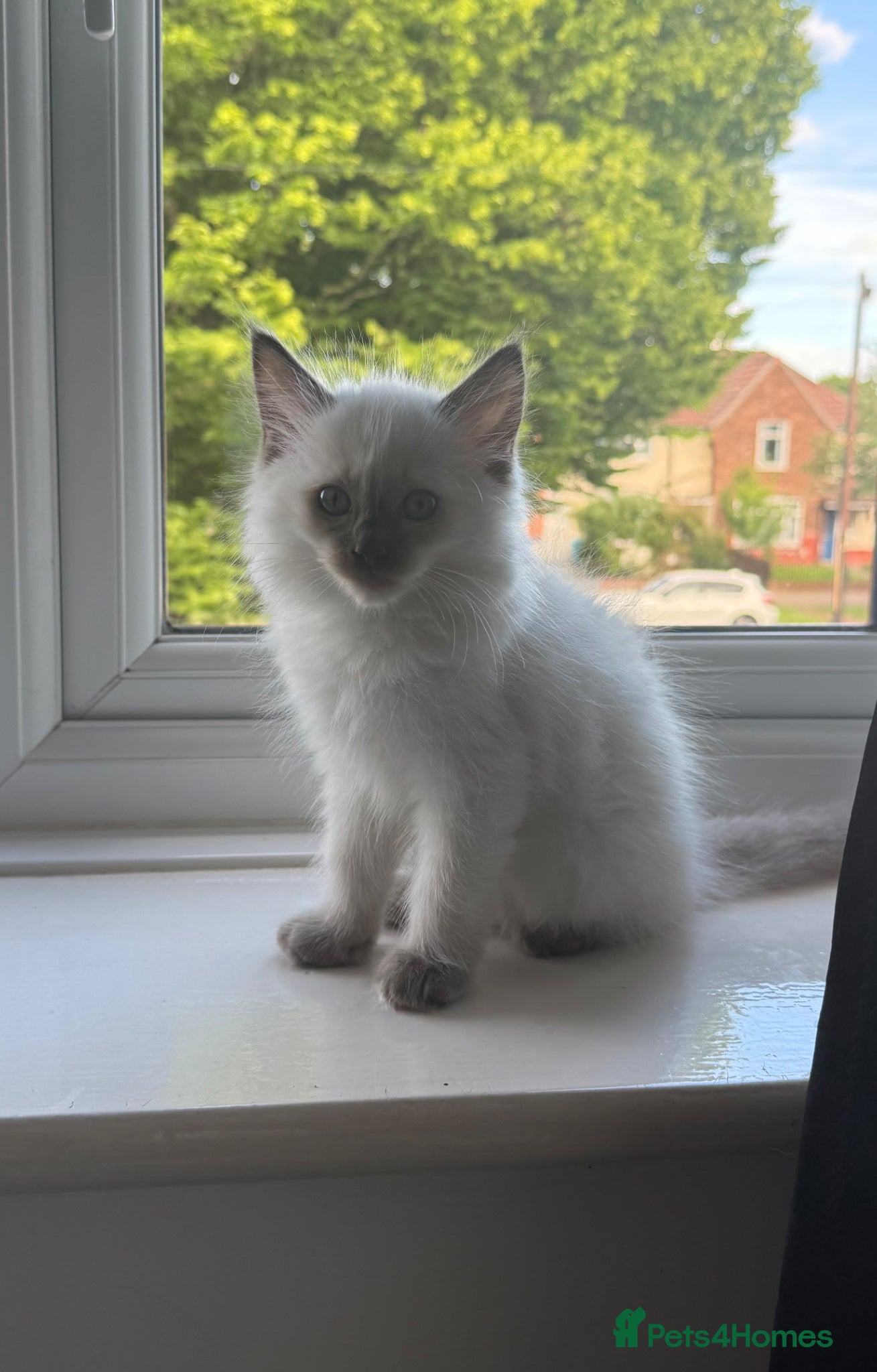 Ragdoll cats READY NOW DNA CLEAR ragdoll kittens  - Advert 7