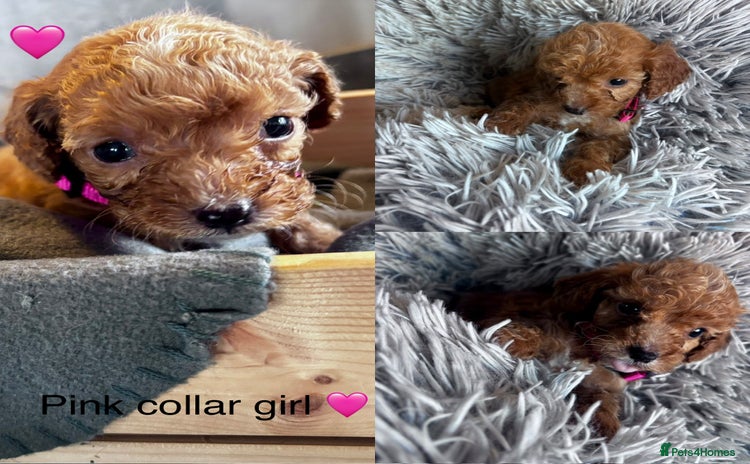 Cockapoo dogs - Advert 2