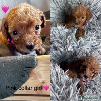 Cockapoo dogs - Advert 12